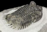 Coltraneia Trilobite Fossil - Huge Faceted Eyes #125238-3